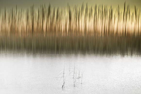 reeds 1