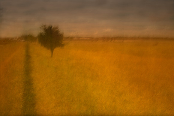tree 1