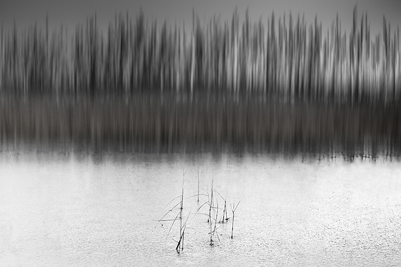 reeds