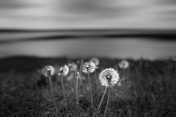 a summer remembered 2