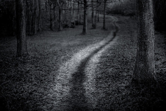 Forest in the rain
