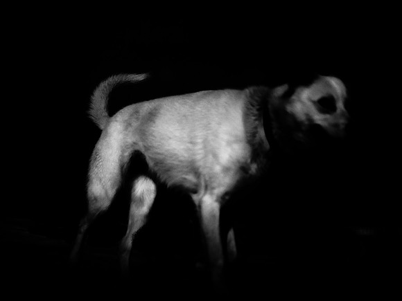dog #184