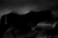 wild horse #7