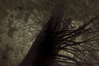 tree #3
