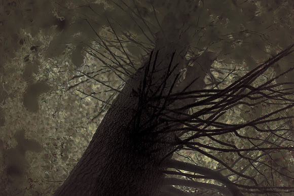 tree #3