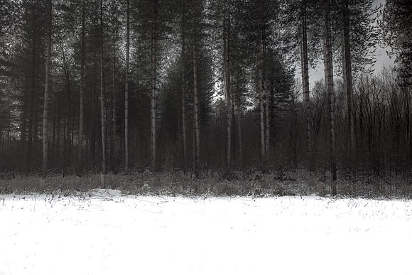 winter forest #8