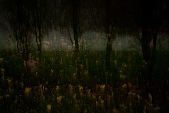autumn #2