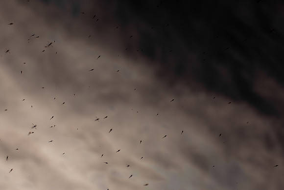100315#62