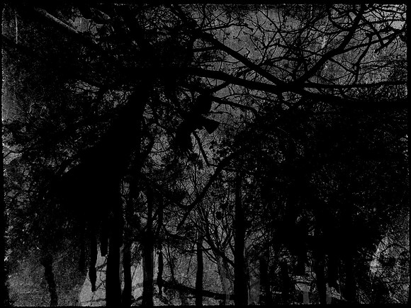 four-trees-3228_42023515851_o