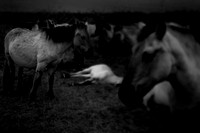 wild horses #13