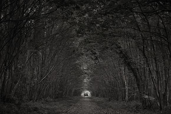 woods 6