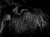 200117-2-4