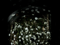030615-88