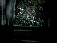 botanic #121_34248837122_o
