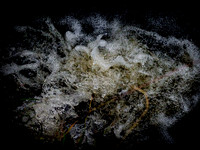 290717-621