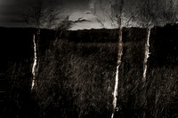 100114-237-41