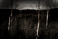 100114-237-39