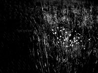 010617-81 copy