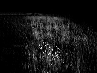 010617-81 copy-2