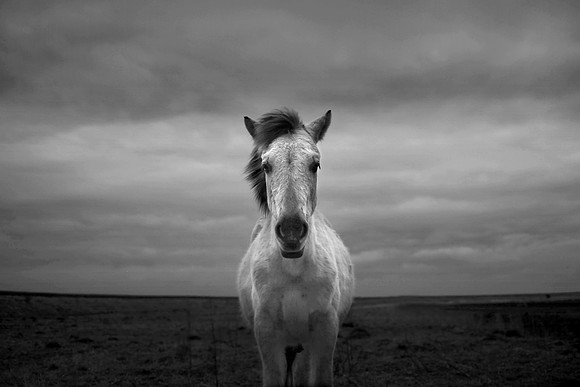 Wild horses 13