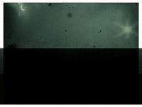 VITRO_5-18