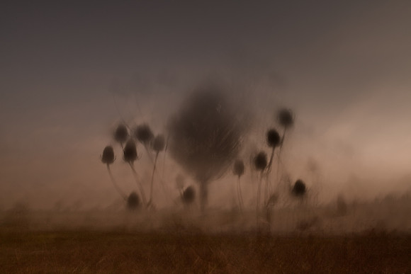 thistle 2