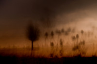 thistle 1