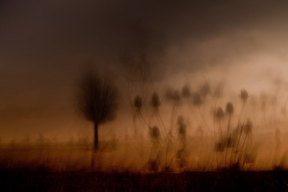 thistle 1