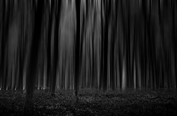 forest 1