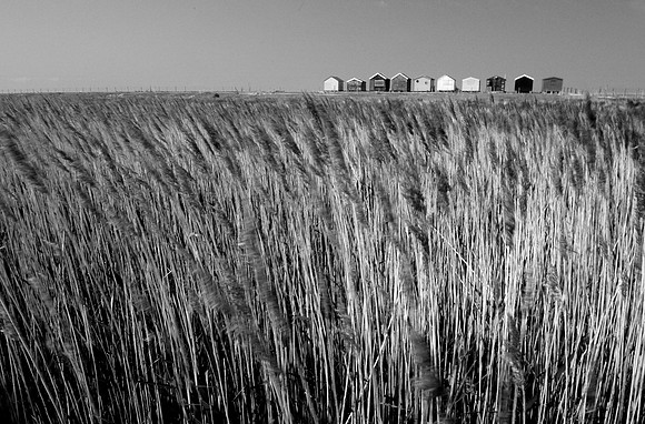 Reeds 2