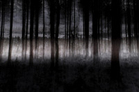 forest 3