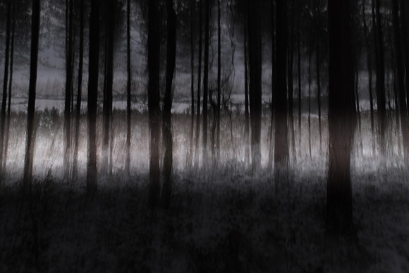 forest 3