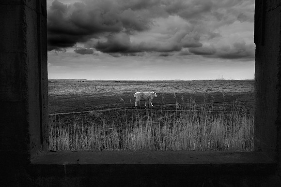 Sheep at window 2