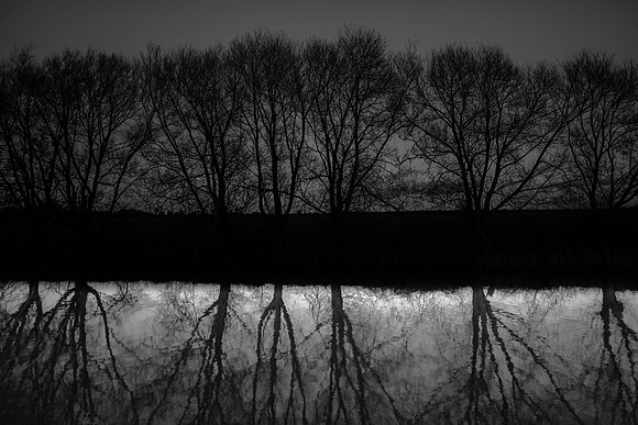 bw trees #603