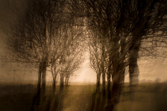 cf5 - woman and tree 2