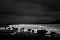 harris #882