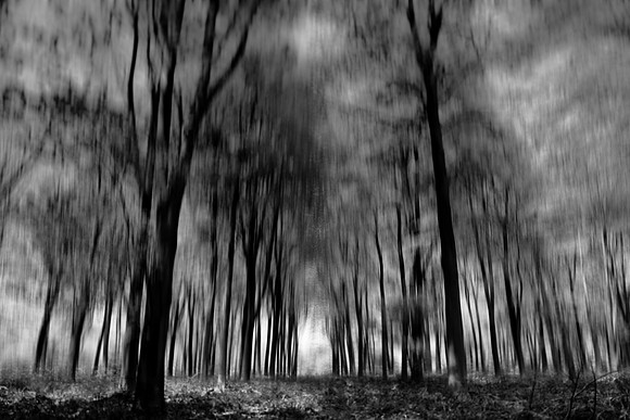 forest 2