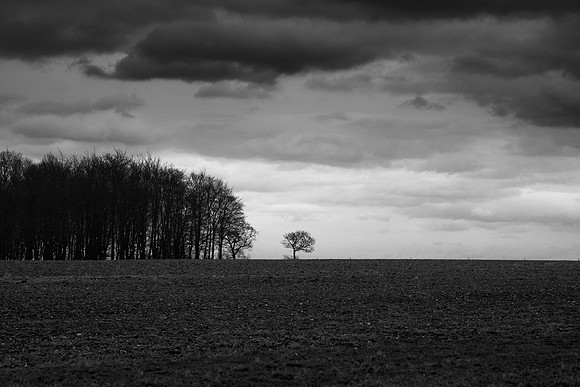 Trees