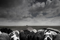 bull 3