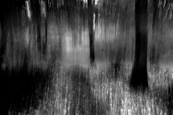 Woods 2