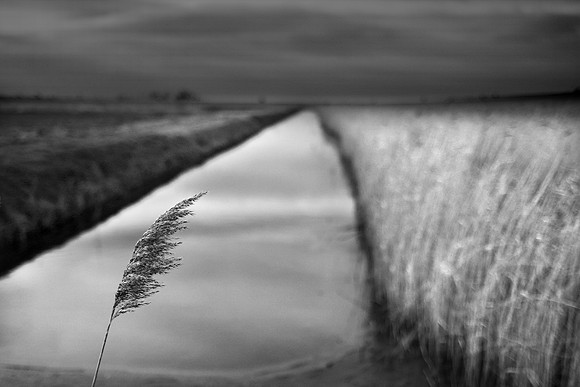 Reed