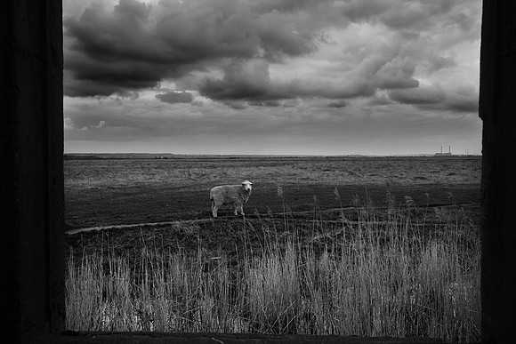 Sheep at window 1