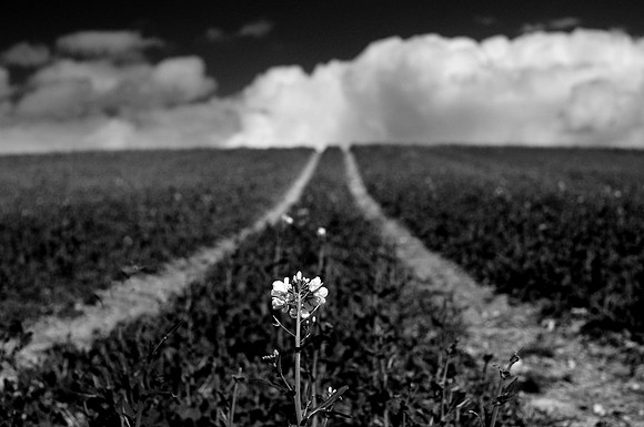 Farm 4