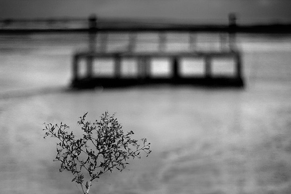 The last tree