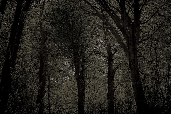 trees 62 #298