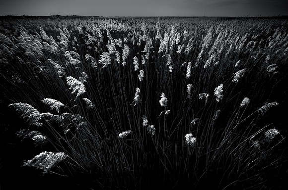 Reeds 2