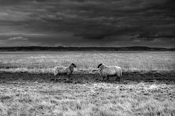 Two sheep