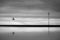 Bird and post