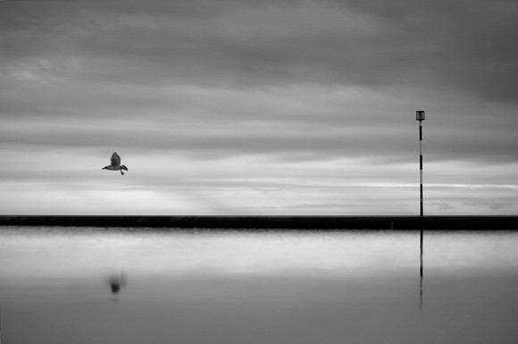 Bird and post