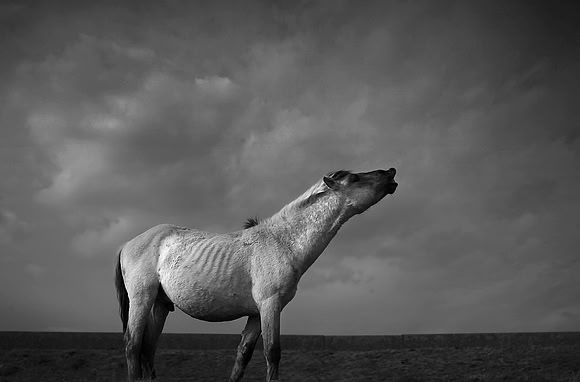 Wild horses 23